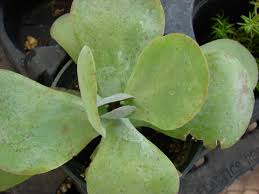 Image result for kalanchoe thyrsiflora