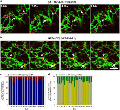 Review and cite plant cell protocol, troubleshooting and other methodology information | contact experts in plant cell to get answers. Er Network Homeostasis Is Critical For Plant Endosome Streaming And Endocytosis Cell Discovery