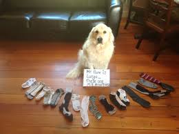 Image result for sock thief