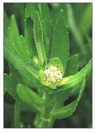 Image result for Enydra