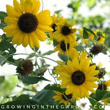 We did not find results for: 10 Flowers That Love Hot Summers And How To Grow Them Growing In The Garden