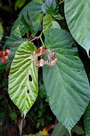 Image result for Begoniaceae
