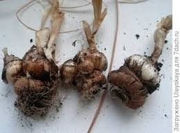 Maybe you would like to learn more about one of these? Pembiakan Vegetatif Tumbuh Tumbuhan Pucuk Pengetahuan Hypermarket Pembiakan Vegetatif Tumbuhan Pembiakan Keratan Akar