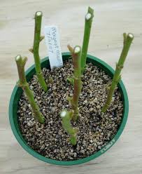 Image result for cuttings of roses