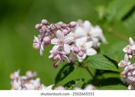 Image result for Deutzia x hybrida ′Mont Rose