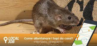 La tua casa è diventata un rifugio gradevole per i topi e non sai come eliminarli? Come Allontanare I Topi Da Casa 5 Consigli Facili Ed Efficaci Localjob