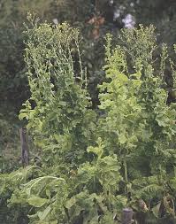 Image result for Lactuca lasiorhiza