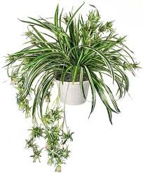 This is my second ebook all about the 12 easiest houseplants to grow, and all the most important houseplant care topics. Spider Plant Plants Spider Plants House Plants