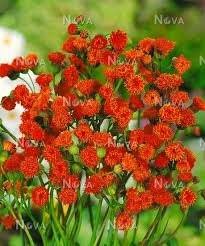 Image result for Emilia coccinea