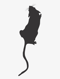 Lab Mouse Top View Mouse Silhouette Lab Mouse Icon Mouse Rat Silhouette Top View Transparent Png 500x1000 Free Download On Nicepng See more ideas about rats, rat silhouette and mouse silhouette. lab mouse top view mouse silhouette lab
