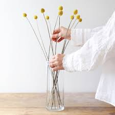 Striking when clustered closely together in flower arrangements. Preserved Natural Billy Buttons Craspedia Flowers Lisa Angel