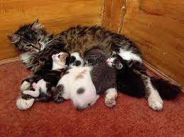 トルコ イスタンブールのモスク 猫が凍えないように開放される ハムスター速報 cats cats and kittens stray cat