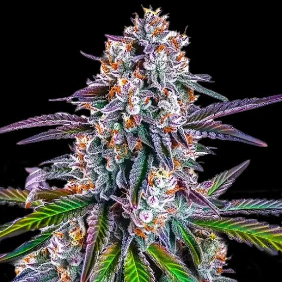 Gorilla Glue Auto Cannabis Seeds