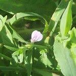 Image result for Justicia heterocarpa