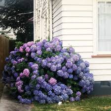 White isn't an absence of color. Hydrangea Meaning What Does This Flower Symbolize