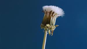 Timelapse Video Of A Dandelion Flower Blooming On A Blue Background Video Dandelion Flower Dandelion White Dandelion