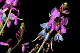 Image result for Desmodium intortum