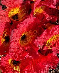 Image result for Fernandoa magnifica