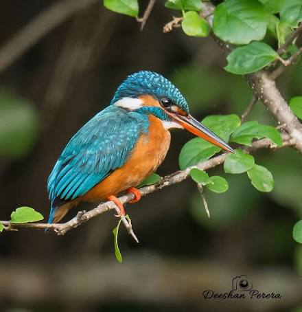Kingfisher