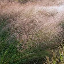 Image result for Eragrostis divaricata