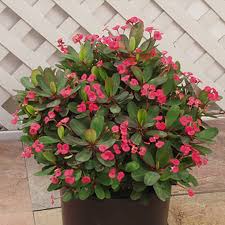 Image result for Euphorbia pfeilii