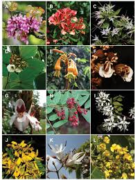 Image result for Microcharis latifolia
