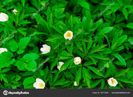 A shade tree with large elyptic leaves, small yellowish flowers and elypsoid fruits that ripen to black and are sweet. Pretty Small White Flowers And Green Leaf Oxalis Free Stock Photo C Dian4ikn Gmail Com 194713624