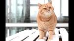 Facts on Orange Tabby Cats | Cuteness