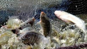Ikan untuk sementara dikumpulkan dalam tempat penampungan berupa. Cara Ternak Ikan Nila Sukses Persiapan Kolam Benih Pemeliharaan Panen Keuntungan