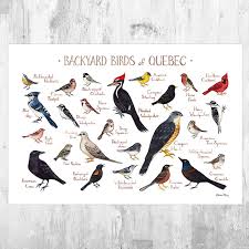 Quebec Oiseaux Field Guide Art Print Aquarelle Peinture Etsy Bird Poster Art Prints Backyard Birds