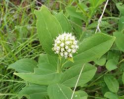 Image result for Athroisma gracile