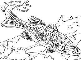 Guadalupe Bass Fish Coloring Pages Best Place To Color