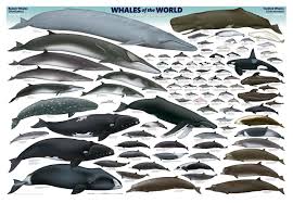 Breeds Of Different Animals On Amazing Charts Whale