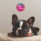 Puppy Yoga by Yoga Kawa Markham French Bulldog Puppies event image