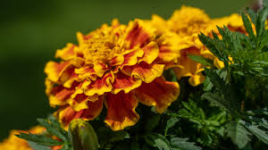 Quebec has trees, flowers, fruits, and vegetable plants that grow there. 9 Annual Flowers To Thrive In Hot Sunlight Signals Az