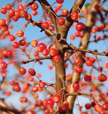 Flowering crab tree berries poisonous to dogs. Firebird Crabapple Knowledgebase Johnson S Nursery