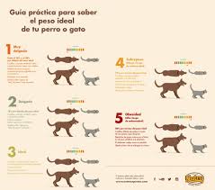 Pin En Sr Perro