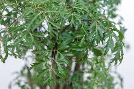 Image result for Polyscias fruticosa
