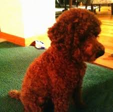 Miniature Poodle Dog Breed Information And Pictures