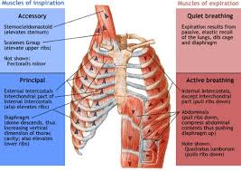 Organs are specialised body parts, each with their own jobs. Muscles Of Respiration Physiopedia