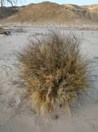 Image result for Stipagrostis