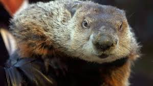 Groundhog Day 2024: Punxsutawney Phil Sees His Shadow And More Winter : Npr