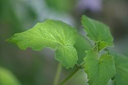 Image result for Ceratotheca integribracteata