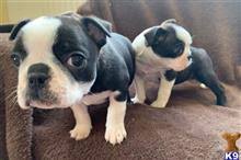 Discount99.us has been visited by 1m+ users in the past month Boston Terrier Puppies For Sale In California