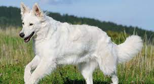 Die hunderasse weißer schweizer schäferhund mit eigenschaften und bild. Weisser Schweizer Schaferhund Haltung Pflege Erziehung