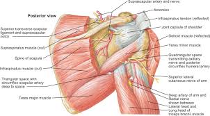 Posterior shoulder mobility deficits often lead to limitations in shoulder internal rotation and horizontal adduction. Posterior Triangle Of The Neck An Overview Sciencedirect Topics