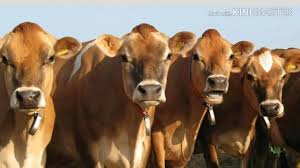 Welcome to buffalo hill exotics, the home of quality exotic livestock at affordable prices, including miniature zebu cattle, bactrian camels, miniature. Jersey Nasal Cow Ke Pehchan Golectures Online Lectures