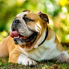 A new international orbital system provides telephone, telegraph and telex communication with ships practically in every part of the world ocean. Bulldog Dog Breed Information Pictures More