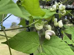 Image result for Vigna racemosa