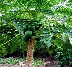 The flesh of the fruit is thick and succulent and ranges in color from yellow to red or orange. Figure1 Papaya Tree With Branches Kadiri 2015 Figure 2 Pawpaw Fruit Download Scientific Diagram